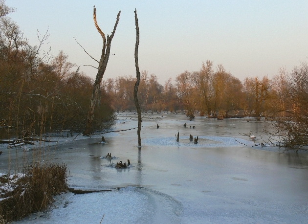 Winter in Kappel 1.06 077.jpg - Winter im Naturschutzgebiet Taubergießen beim Europa-Park Rust